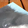 	order Collie Rachael Hale Glittery Dog Greetings Card Puck (Close Up)